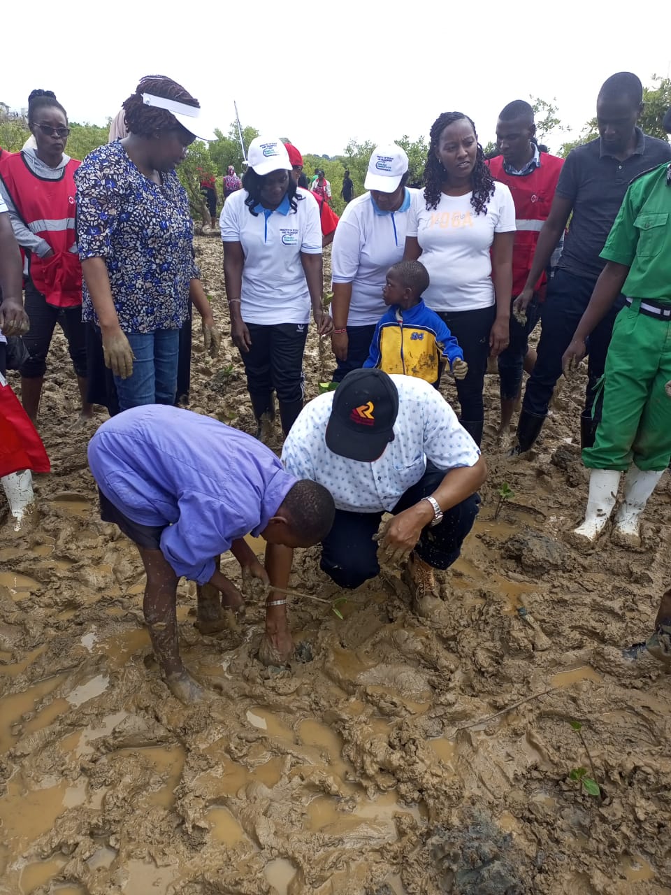 Ministry Of Roads and Transport Leads Mangrove Planting Initiative in Jomvu, Mombasa County on National Tree Growing Day 2024