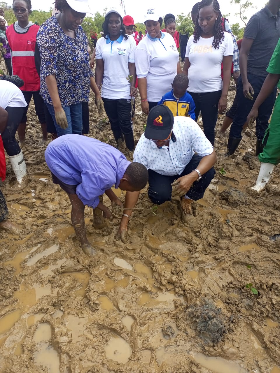 Ministry Of Roads and Transport Leads Mangrove Planting Initiative in Jomvu, Mombasa County on National Tree Growing Day 2024