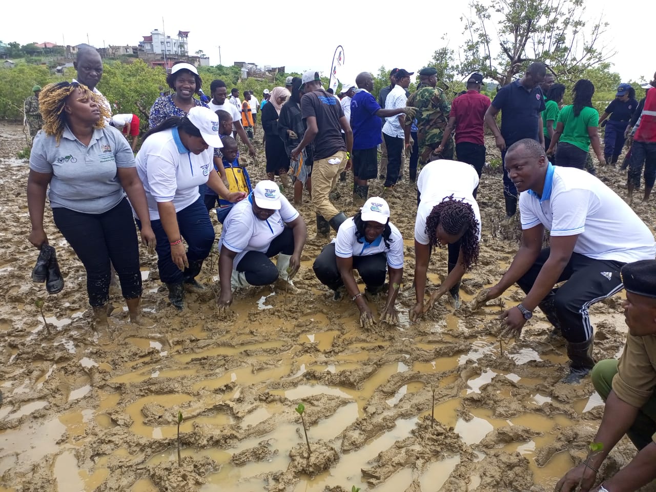 Ministry Of Roads and Transport Leads Mangrove Planting Initiative in Jomvu, Mombasa County on National Tree Growing Day 2024