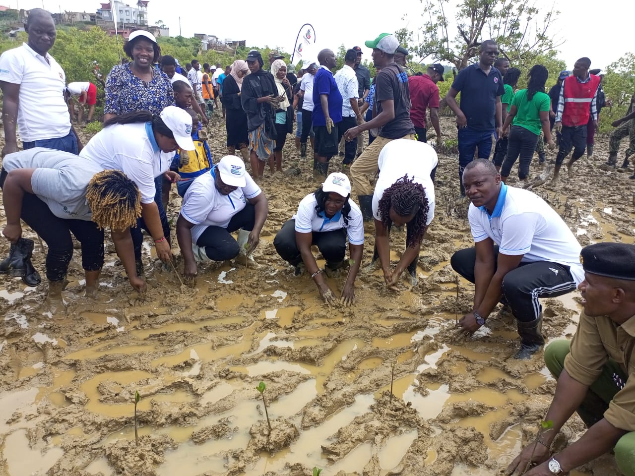 Ministry Of Roads and Transport Leads Mangrove Planting Initiative in Jomvu, Mombasa County on National Tree Growing Day 2024
