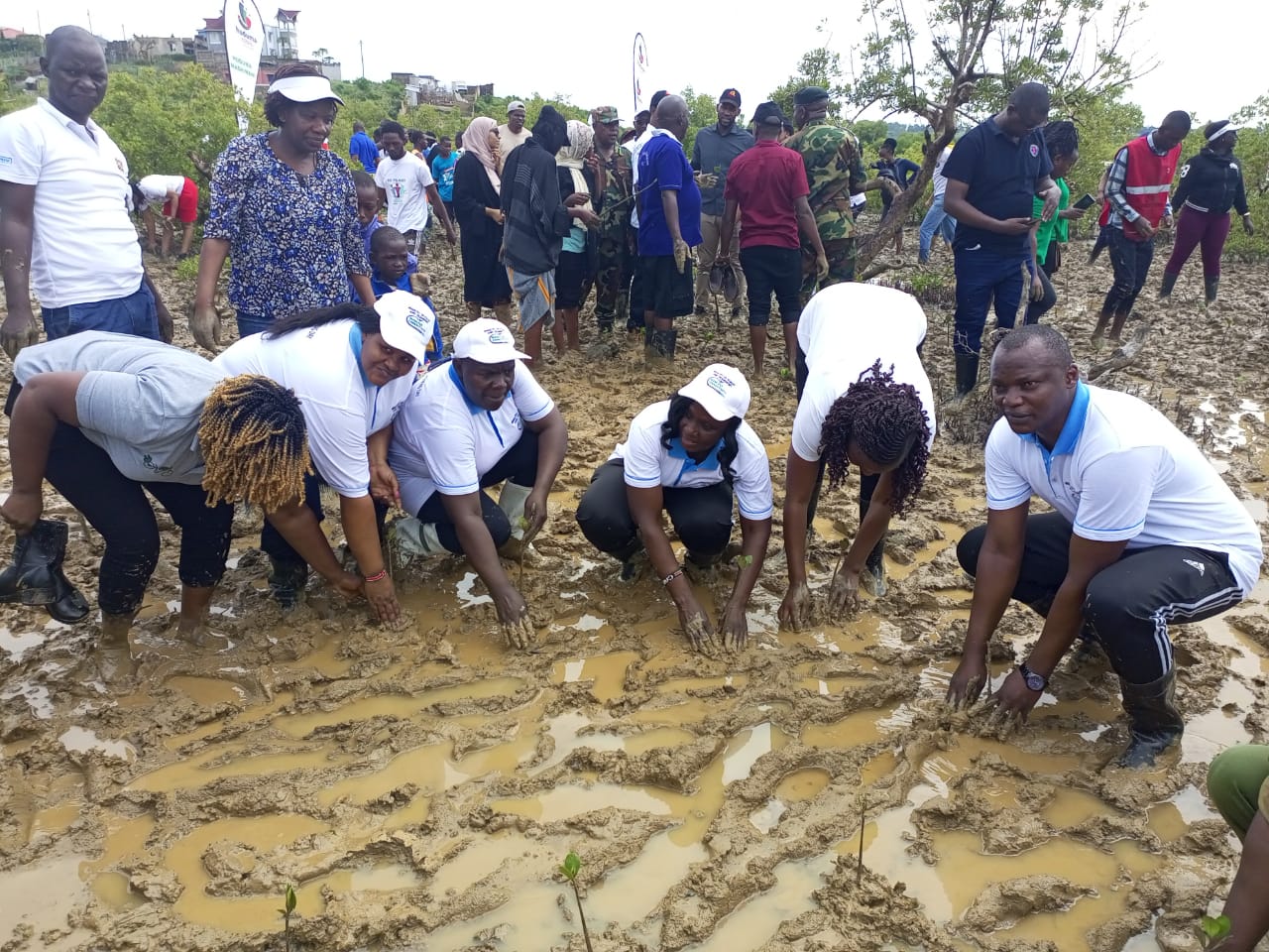 Ministry Of Roads and Transport Leads Mangrove Planting Initiative in Jomvu, Mombasa County on National Tree Growing Day 2024