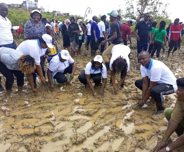 Ministry Of Roads and Transport Leads Mangrove Planting Initiative in Jomvu, Mombasa County on National Tree Growing Day 2024